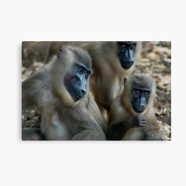 Three Drills Canvas Print