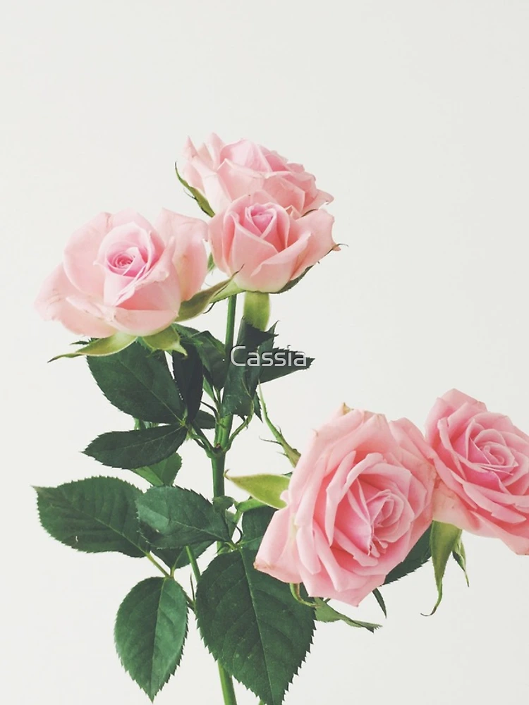 Thumbnail 4 of 4, Samsung Galaxy Phone Case, Spring Roses designed and sold by Cassia Beck.