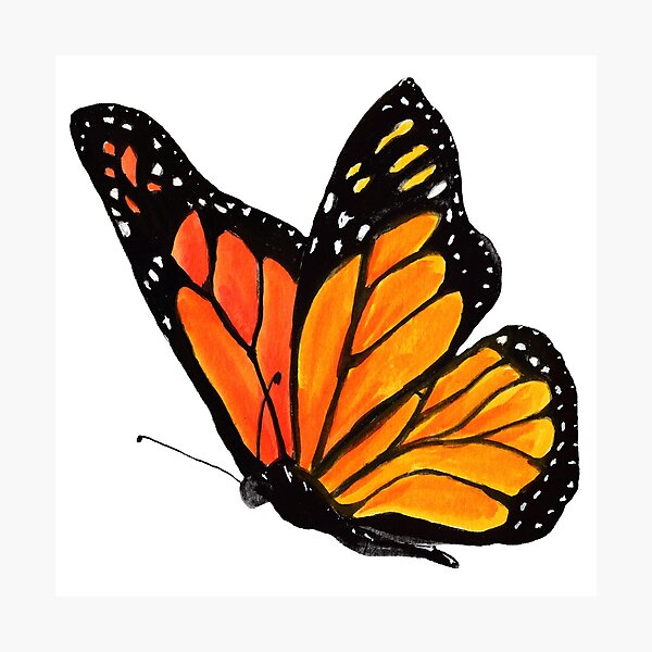 Monarch Landing Photographic Print