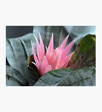 Lámina fotográfica The Gentle Beauty - Bromeliad