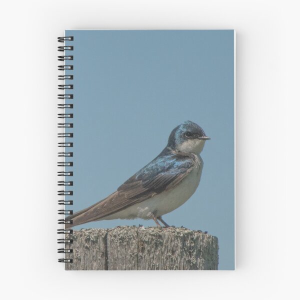 Item preview, Portrait of Male Tree Swallow on a Tree Stump designed and sold by Gerda Grice Photography.