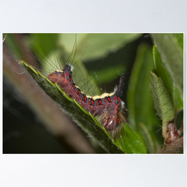 Grey Dagger on Pyracantha Poster