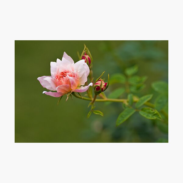 Sister Rose Photographic Print