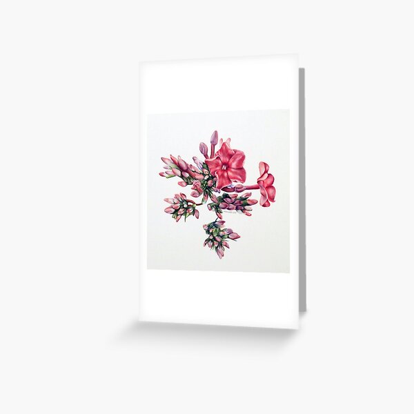 Garden Phlox Greeting Card