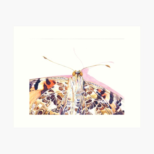 Painted Lady Art Print
