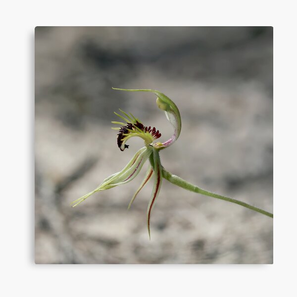 Strike a Pose Metal Print