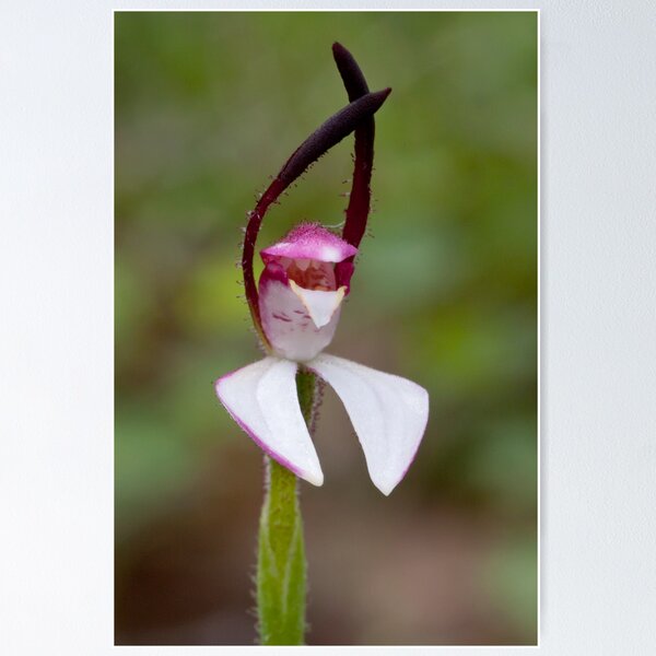 Item preview, Hare Orchid - Leptoceras menziesii designed and sold by Paul Piko.