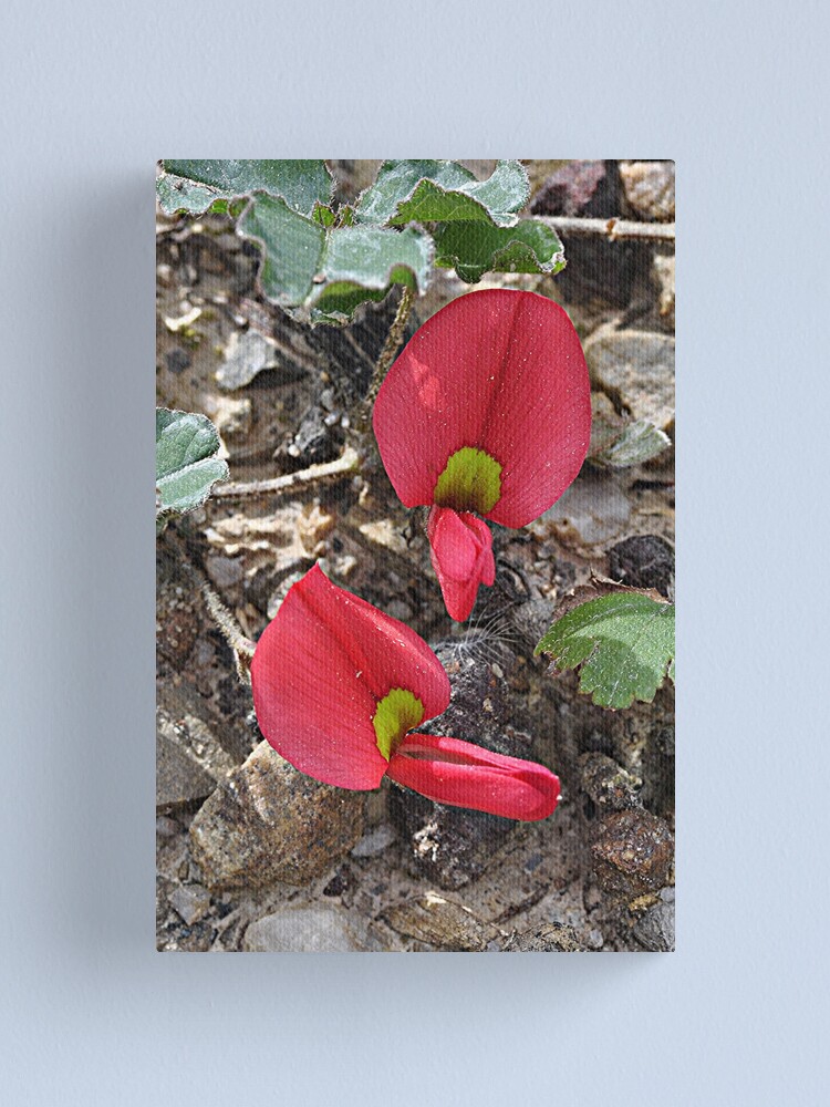 Thumbnail 1 of 3, Canvas Print, Scarlet Runner designed and sold by mtapping.