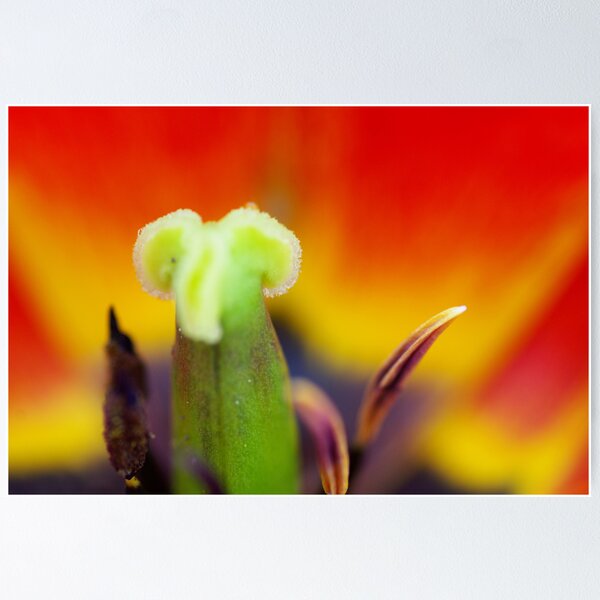 Aperçu de l'œuvre Tulipe flower créée et vendue par Régis Charpentier.