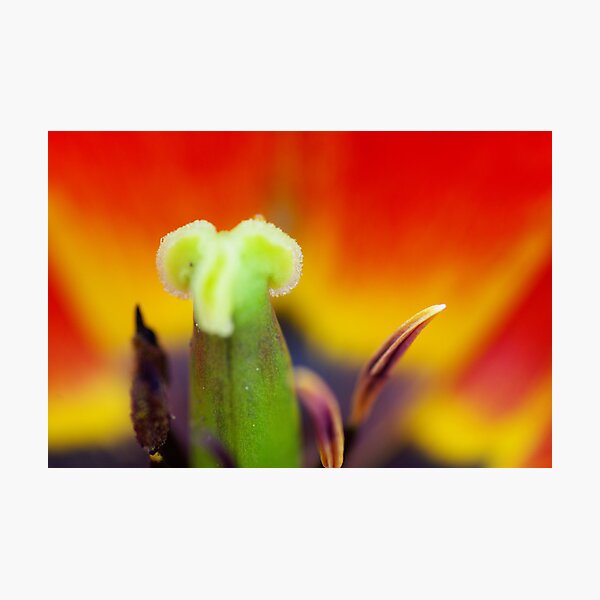 Aperçu de l'œuvre Tulipe flower créée et vendue par Régis Charpentier.