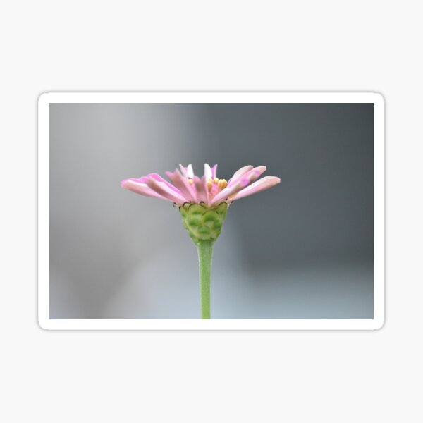 Item preview, September Bloom designed and sold by Tonia Delozier's Photography .