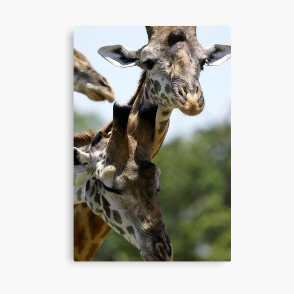 Girafes Impression sur toile
