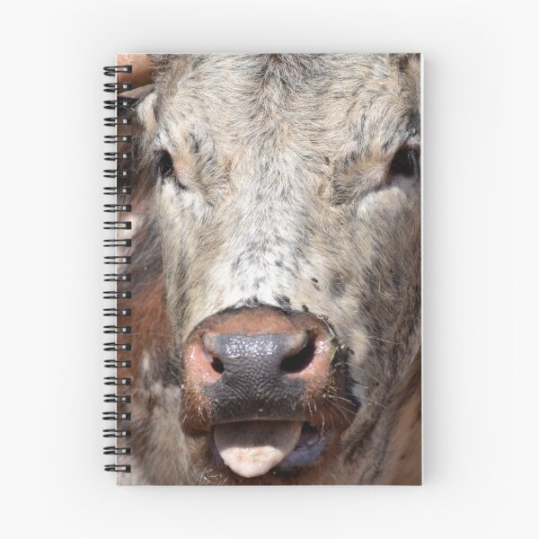 Item preview, Is it me your looking for!beef.horns, designed and sold by SteveHarris123.