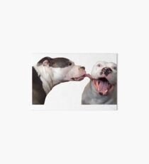 pitbull1 leckt pitbull 2 Galeriedruck