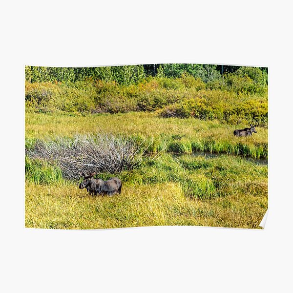 "Is the plural of moose meese?" Poster by mtbearded1 Redbubble