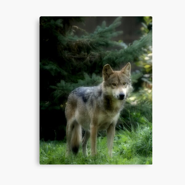 Mexican Gray Wolf Canvas Print