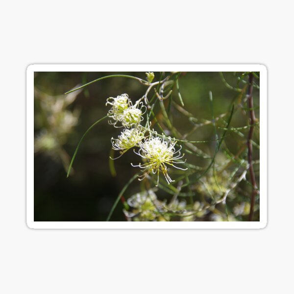 Item preview, Grevillea In Kings Park designed and sold by lezvee.