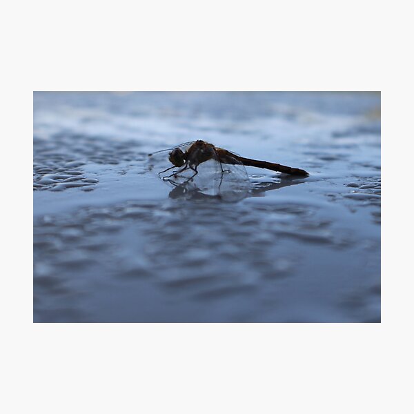 Gimli Dragonfly 2 Photographic Print