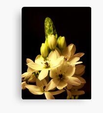 Star of Bethlehem Leinwanddruck