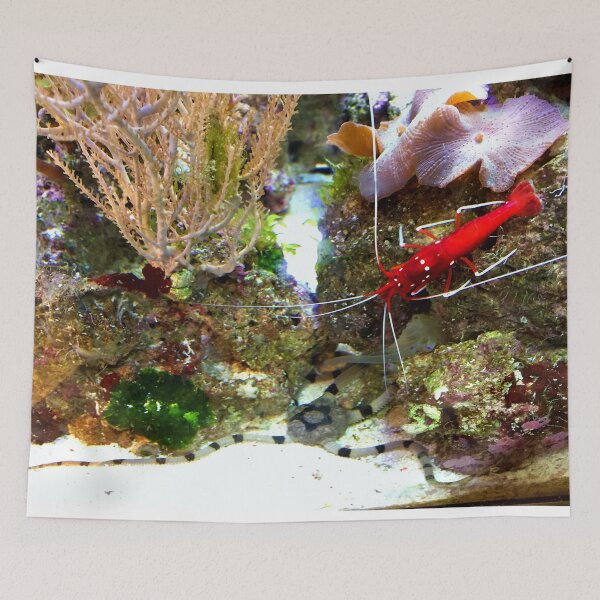 Item preview, Red Fire Shrimp designed and sold by JohnDalkin.