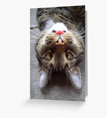 Silly Kitty Greeting Card