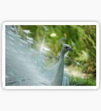 White Peacock close up Sticker