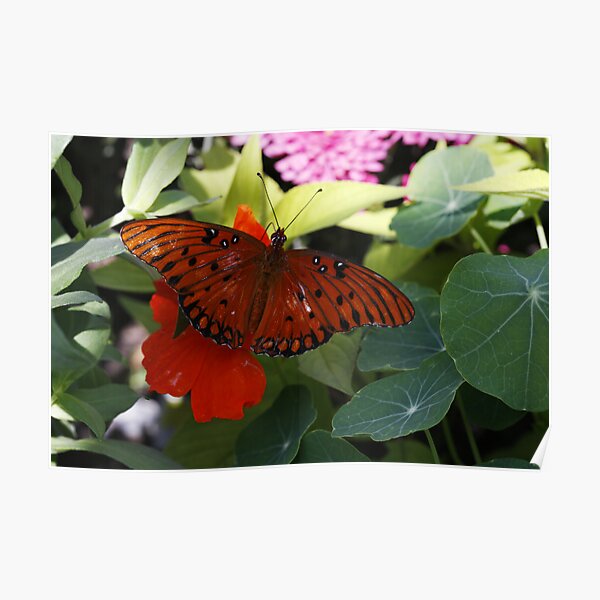 Gulf Fritillary on Naturtium Poster