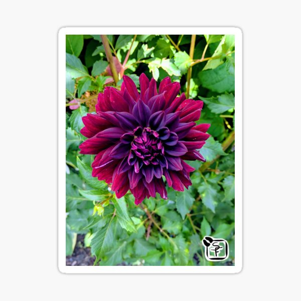 Item preview, Dark Dahlia designed and sold by SonneFaunArt.