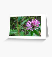 Fields of dreams, fields of clover...... Greeting Card