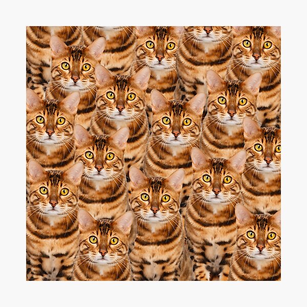 Artikelvorschau, Spektakuläres Bengal-Kätzchen-Design entworfen und verkauft von PrintArtdotUS.