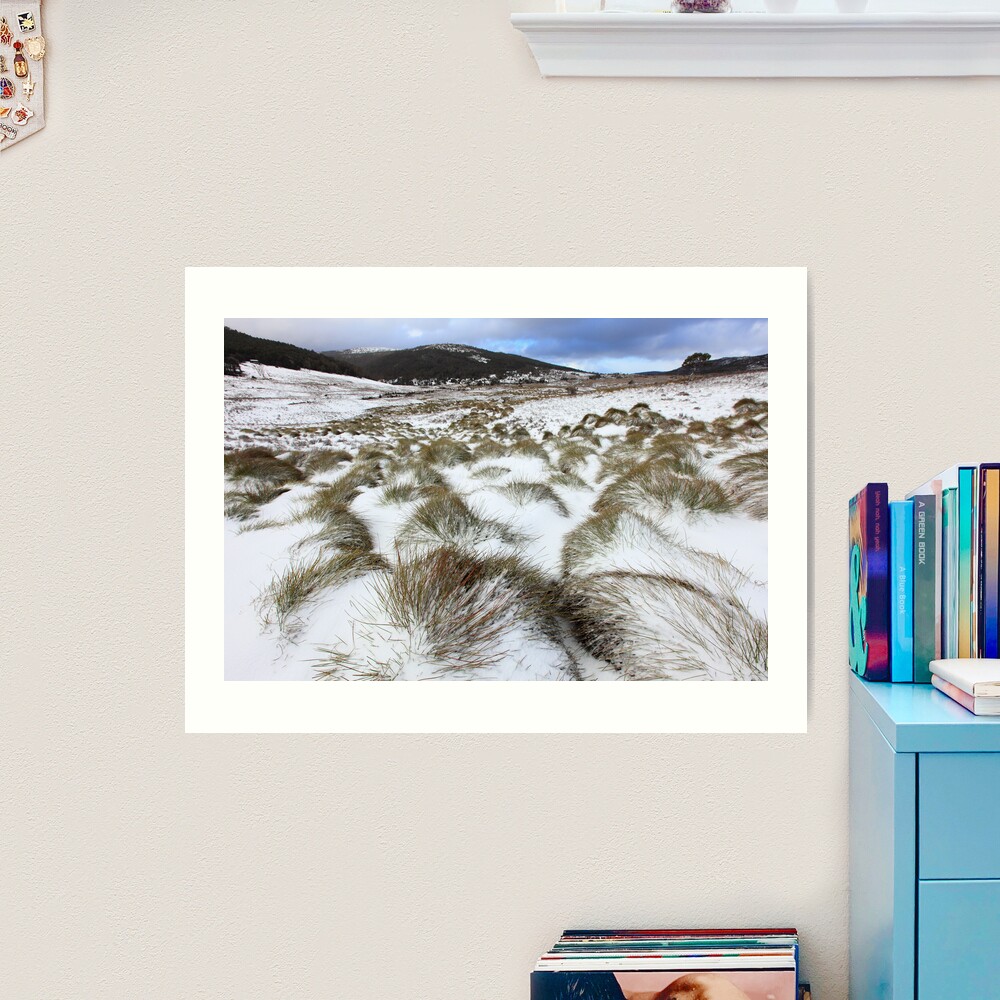 Grass Tussocks, Cradle Mountain National Park, Tasmania, Australia Art Print