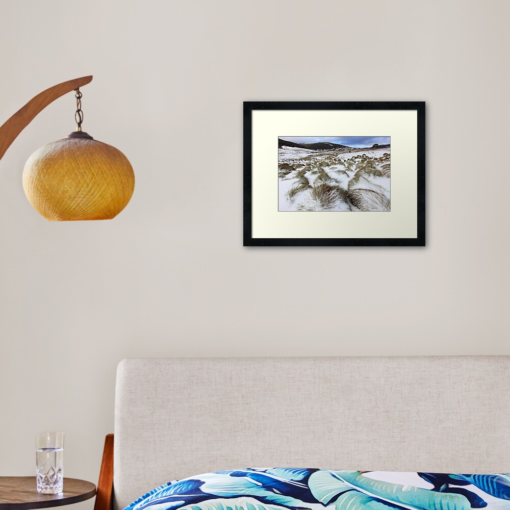 Grass Tussocks, Cradle Mountain National Park, Tasmania, Australia Framed Art Print