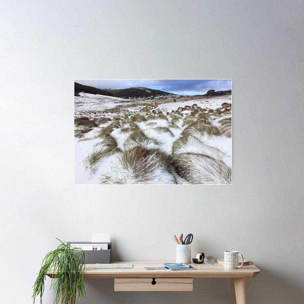 Grass Tussocks, Cradle Mountain National Park, Tasmania, Australia Poster