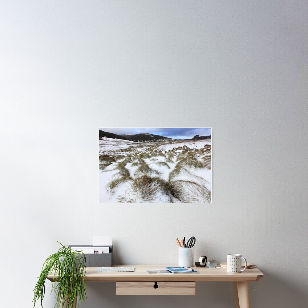 Grass Tussocks, Cradle Mountain National Park, Tasmania, Australia Poster