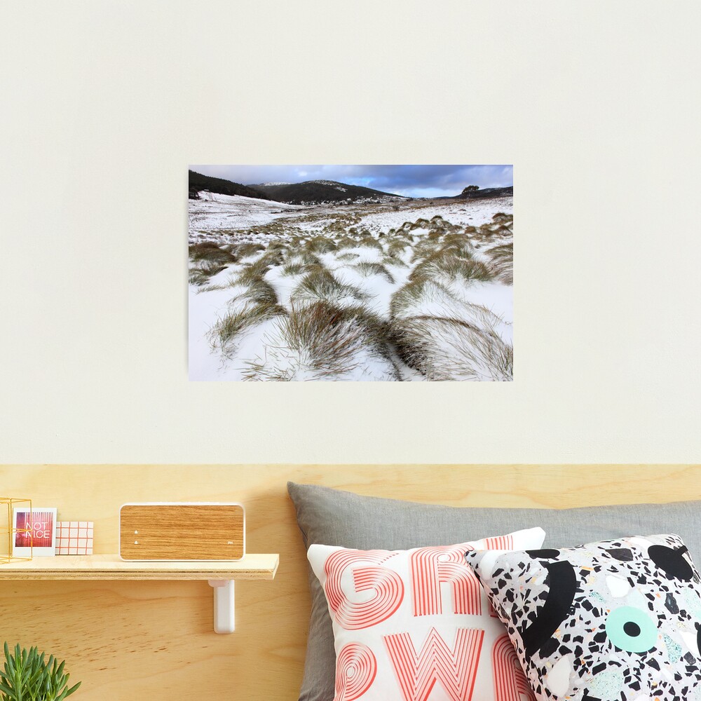 Grass Tussocks, Cradle Mountain National Park, Tasmania, Australia Photographic Print