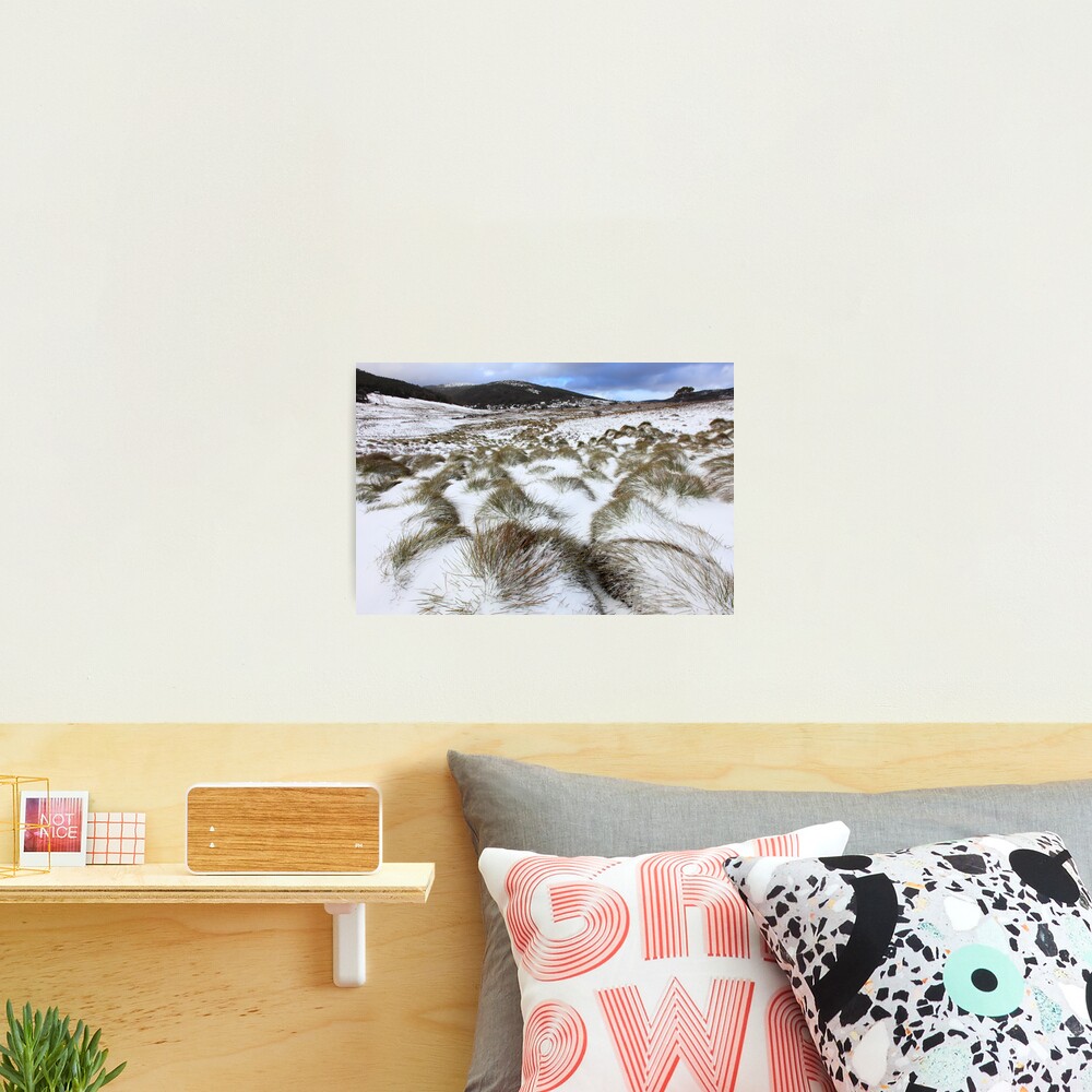 Grass Tussocks, Cradle Mountain National Park, Tasmania, Australia Photographic Print