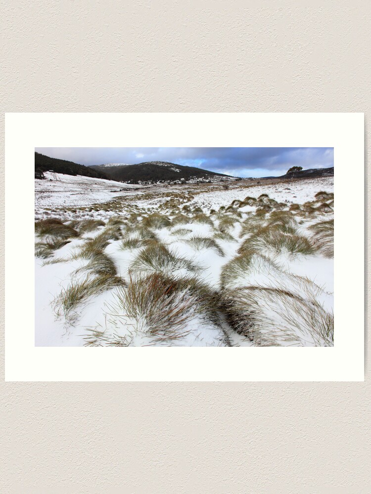 Alternate view of Grass Tussocks, Cradle Mountain National Park, Tasmania, Australia Art Print
