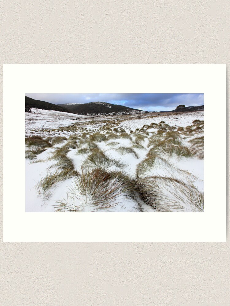 Alternate view of Grass Tussocks, Cradle Mountain National Park, Tasmania, Australia Art Print