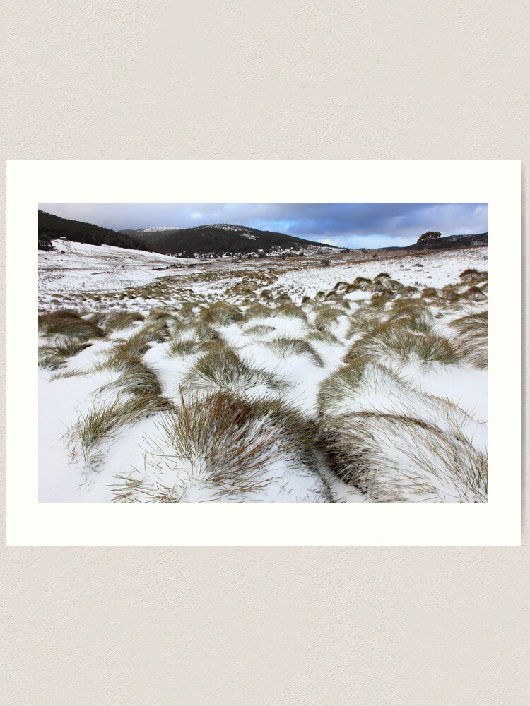 Alternate view of Grass Tussocks, Cradle Mountain National Park, Tasmania, Australia Art Print