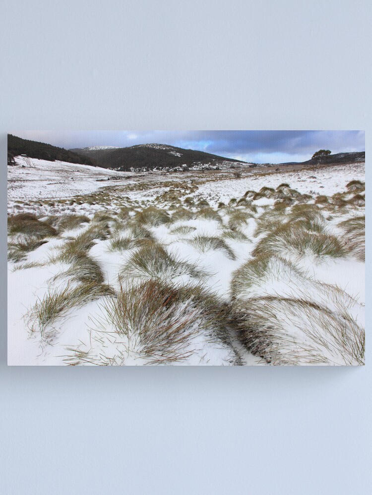Alternate view of Grass Tussocks, Cradle Mountain National Park, Tasmania, Australia Canvas Print