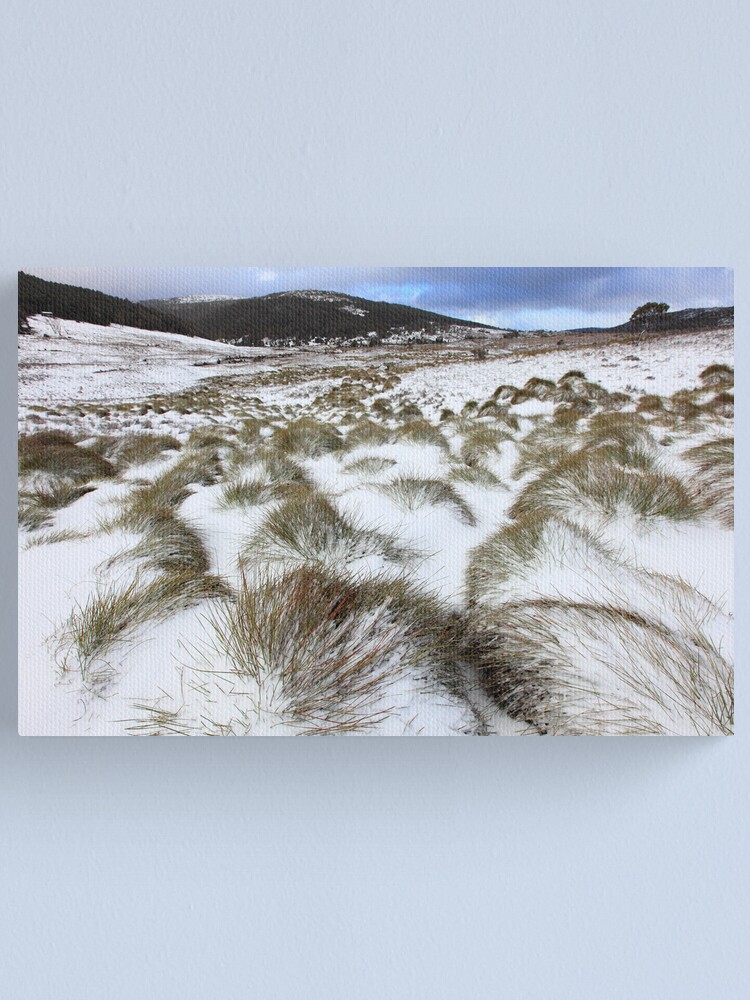 Alternate view of Grass Tussocks, Cradle Mountain National Park, Tasmania, Australia Canvas Print