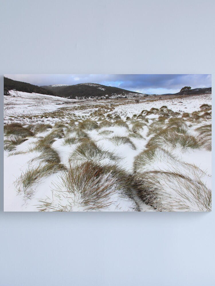 Alternate view of Grass Tussocks, Cradle Mountain National Park, Tasmania, Australia Canvas Print