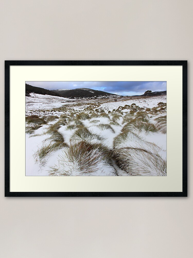 Thumbnail 2 of 7, Framed Art Print, Grass Tussocks, Cradle Mountain National Park, Tasmania, Australia designed and sold by Michael Boniwell.