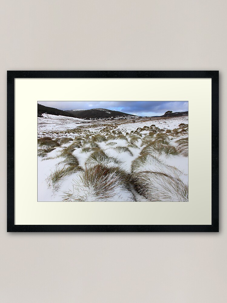 Alternate view of Grass Tussocks, Cradle Mountain National Park, Tasmania, Australia Framed Art Print