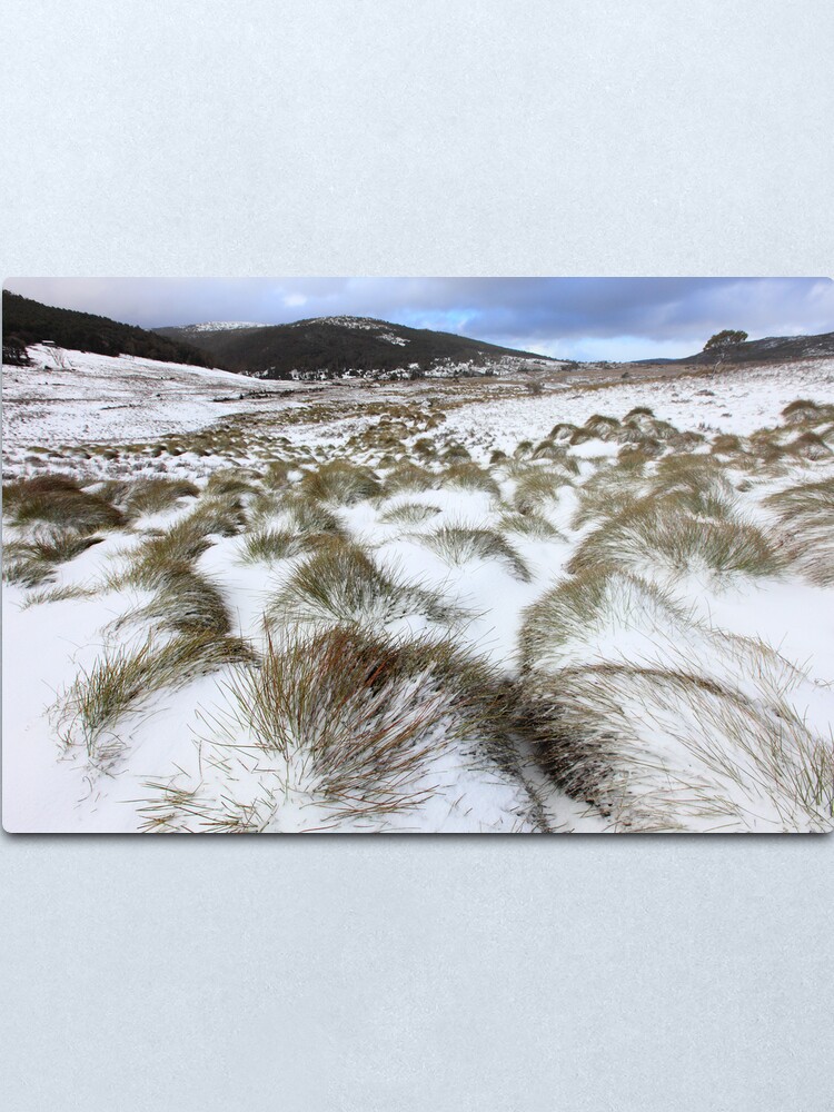 Alternate view of Grass Tussocks, Cradle Mountain National Park, Tasmania, Australia Metal Print