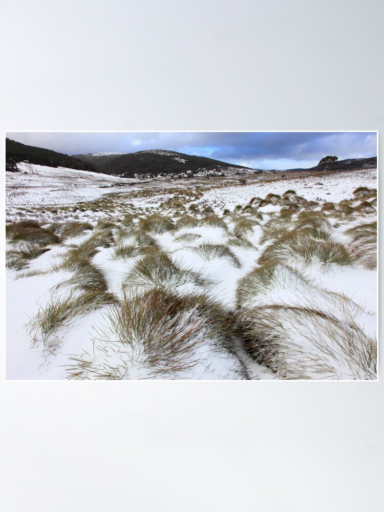 Alternate view of Grass Tussocks, Cradle Mountain National Park, Tasmania, Australia Poster