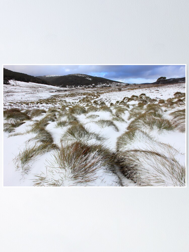 Alternate view of Grass Tussocks, Cradle Mountain National Park, Tasmania, Australia Poster