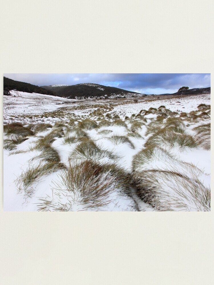 Alternate view of Grass Tussocks, Cradle Mountain National Park, Tasmania, Australia Photographic Print