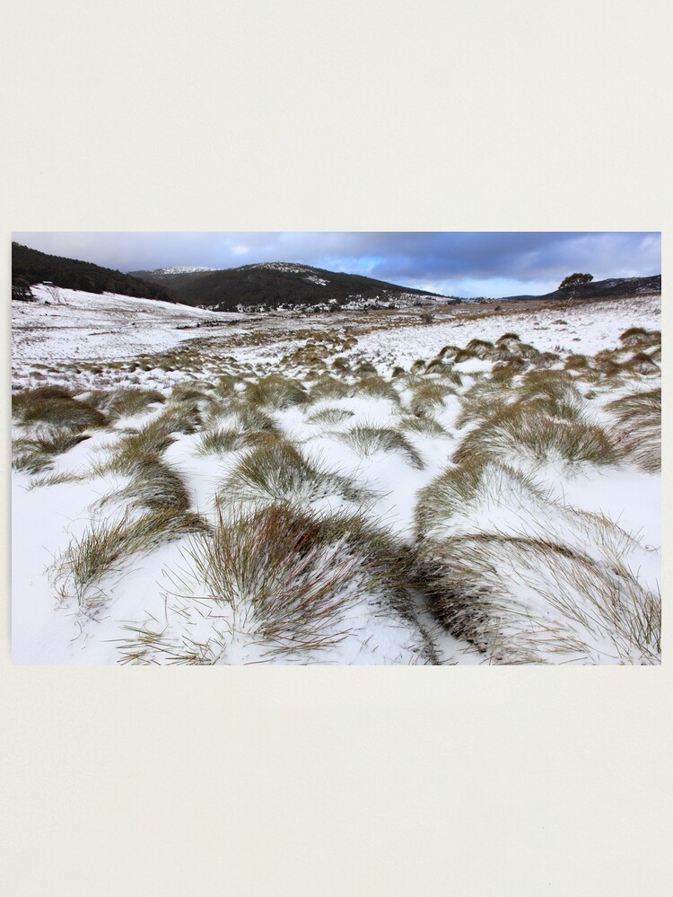 Alternate view of Grass Tussocks, Cradle Mountain National Park, Tasmania, Australia Photographic Print