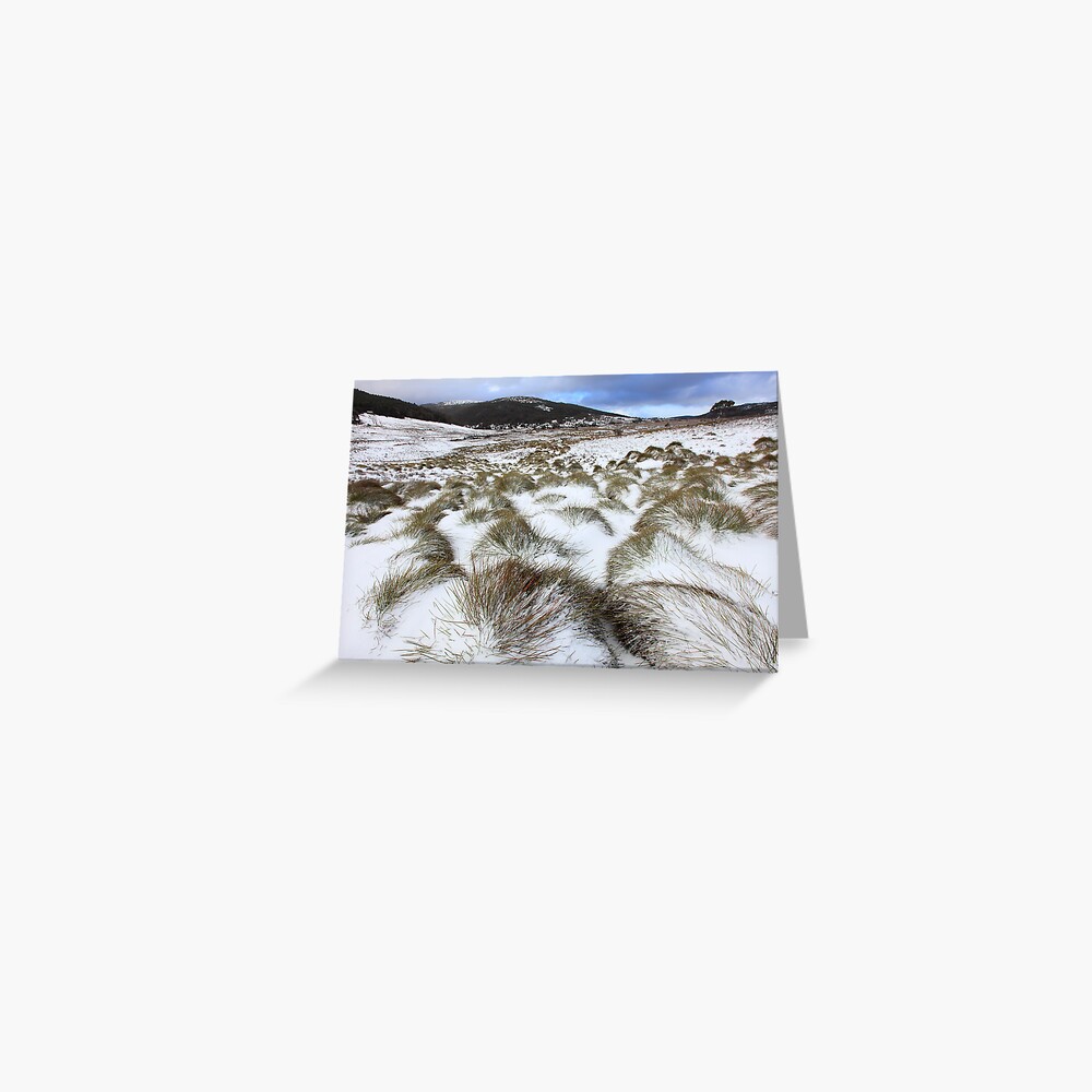 Grass Tussocks, Cradle Mountain National Park, Tasmania, Australia Greeting Card